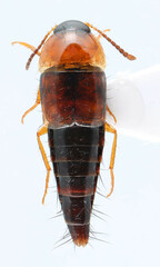 Tachyporus dispar