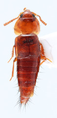Tachyporus nitidulus