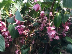 Medinilla magnifica