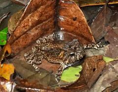 Proceratophrys korekore