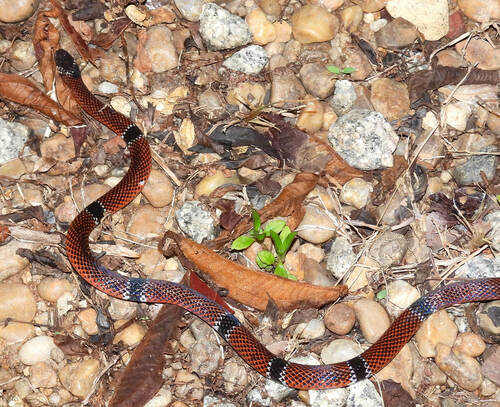Photo of a Pará Coral Snake (Micrurus paraensis)