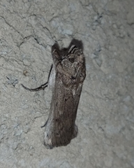 Melitara subumbrella