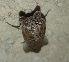 Melitara subumbrella