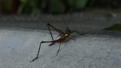 Nisitrus