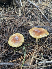 Pholiota velaglutinosa