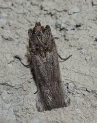 Melitara subumbrella