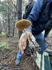 Pholiota velaglutinosa