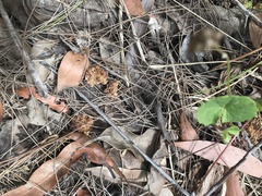 Calyptorhynchus lathami