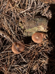 Cortinarius croceus