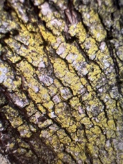 Candelariella efflorescens