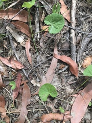 Calyptorhynchus lathami