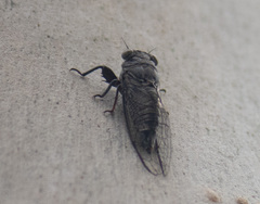 Atrapsalta corticina