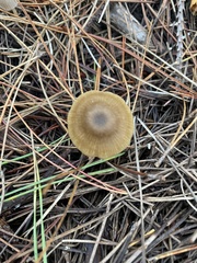 Cortinarius croceus
