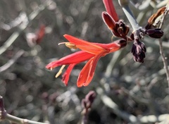 Justicia californica