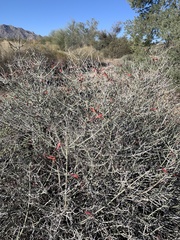 Justicia californica