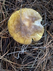 Amanita augusta