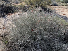 Justicia californica
