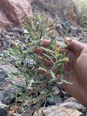 Mentzelia densa