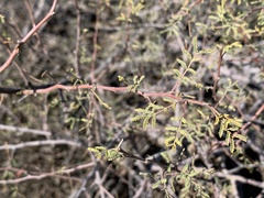 Vachellia constricta