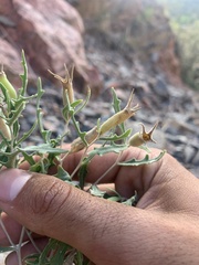 Mentzelia densa