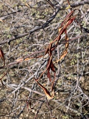 Vachellia constricta