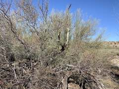 Vachellia constricta