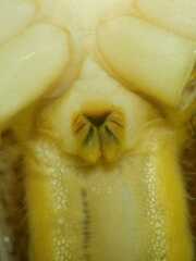 Pandercetes