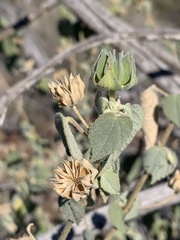Abutilon abutiloides