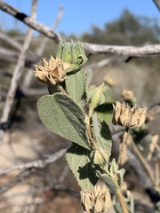 Abutilon abutiloides