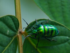 Chrysocoris