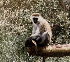 Chlorocebus pygerythrus hilgerti