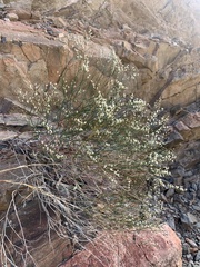 Eriogonum effusum