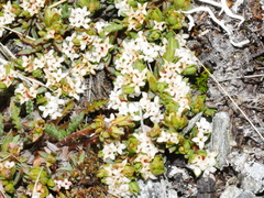 Pimelea notia