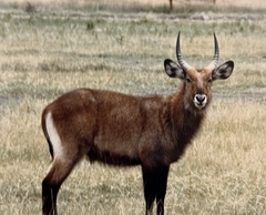 Kobus ellipsiprymnus defassa