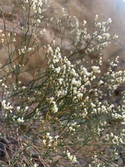 Eriogonum effusum