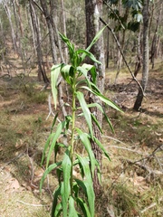 Gomphocarpus physocarpus