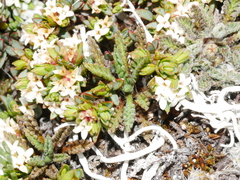 Pimelea notia
