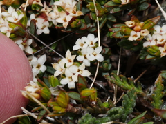 Pimelea notia