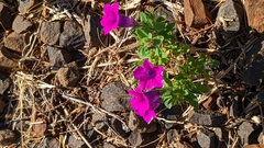 Petunia integrifolia