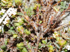 Pimelea notia