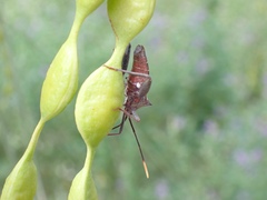 Mictis profana