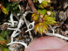 Pimelea notia