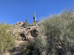 Parkinsonia florida