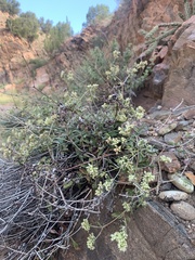 Eriogonum jamesii