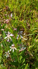 Cuphea lysimachioides