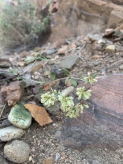 Eriogonum jamesii