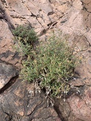 Mentzelia densa