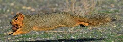Sciurus niger