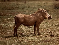 Phacochoerus africanus massaicus