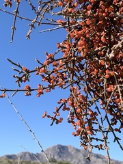 Phoradendron californicum